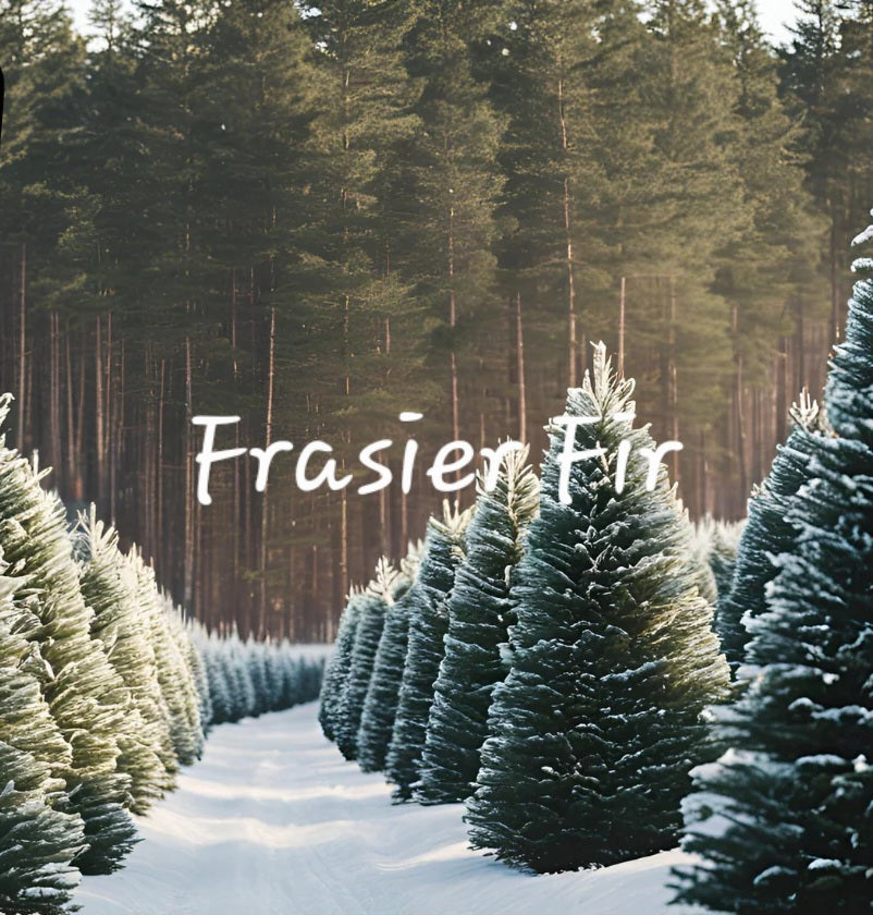 #143 Frasier Fir premium scented beads