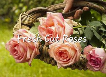 #13- Fresh Cut Roses Premium scented beads