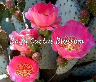 #6- Baja Cactus Blossom Premium scented beads