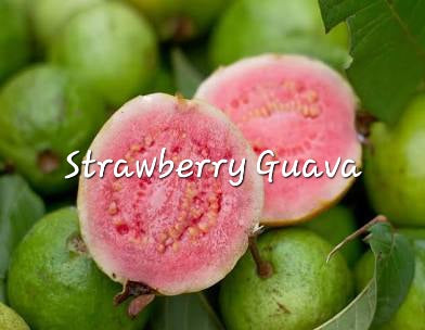 #58- Strawberry Guava Pre-scented beads
