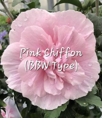 #69- Pink Chiffon Pre-scented beads