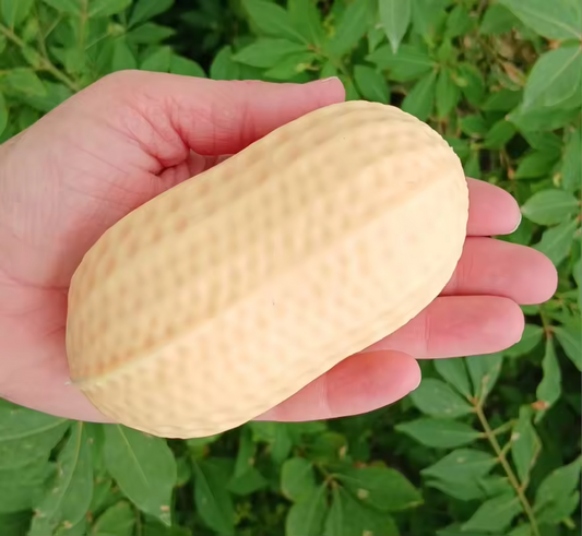 Peanut squishy: READY TO SHIP: Fun booth fillers: Fun Sensory toys: Colors will be sent at random